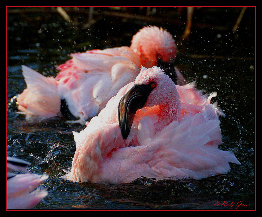 Flamingo Serie 4