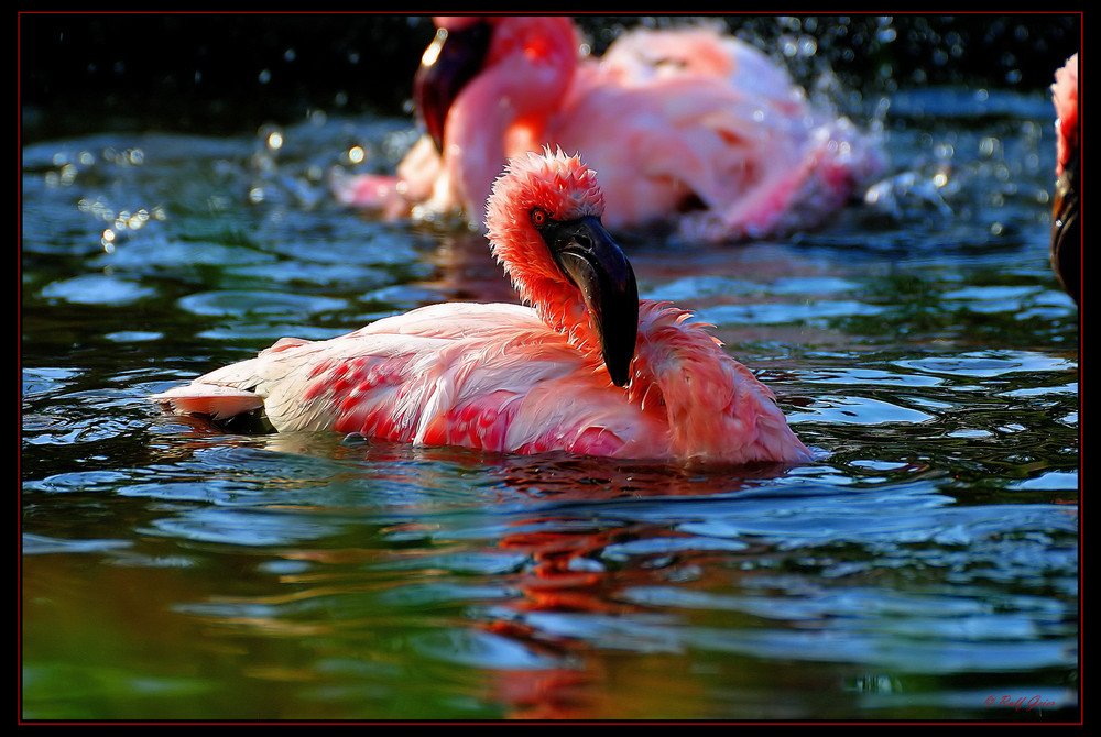 Flamingo Serie 5