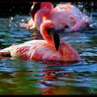 Flamingo Serie 5