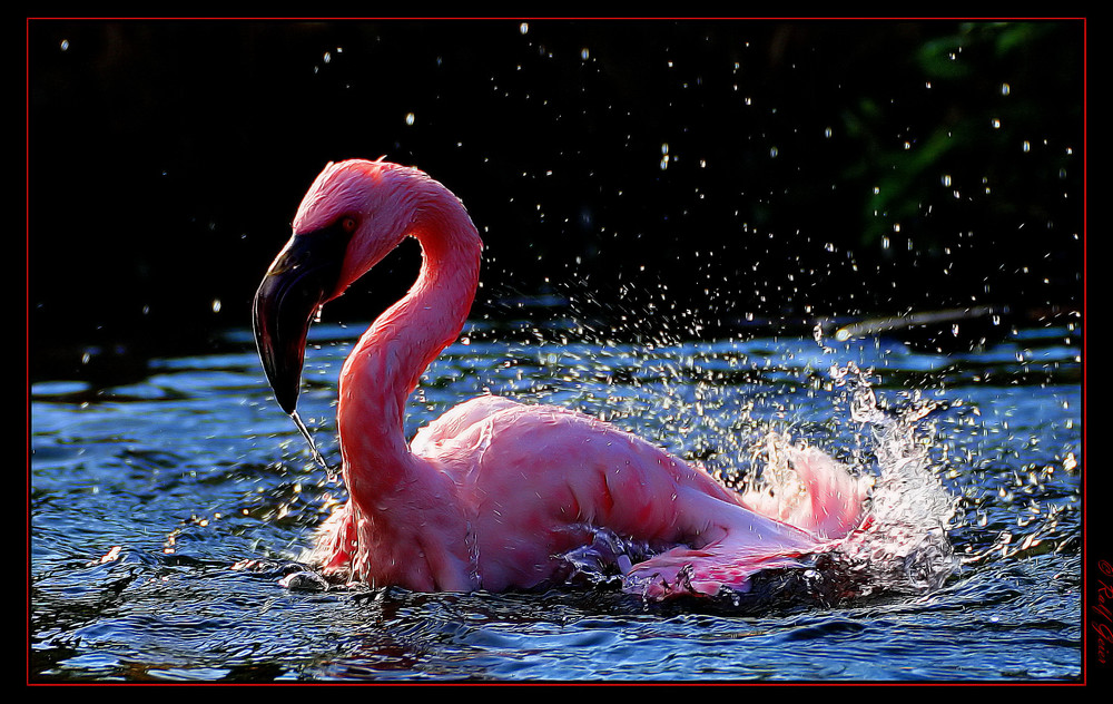 Flamingo Serie 6