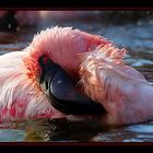 Flamingo Serie 7