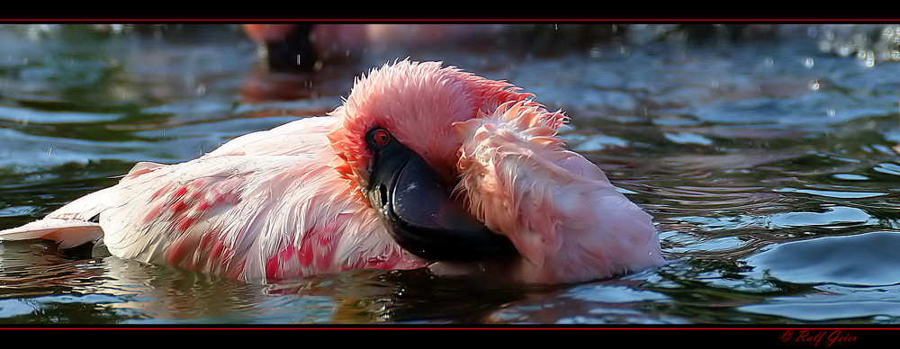 Flamingo Serie 7