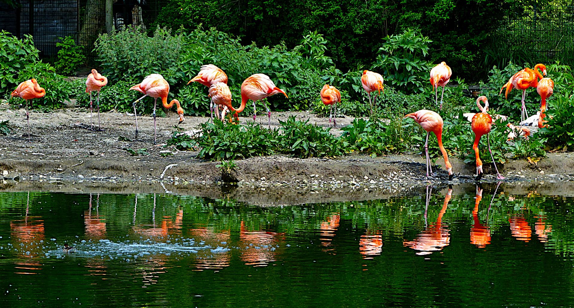Flamingo Show