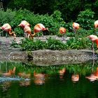 Flamingo Show