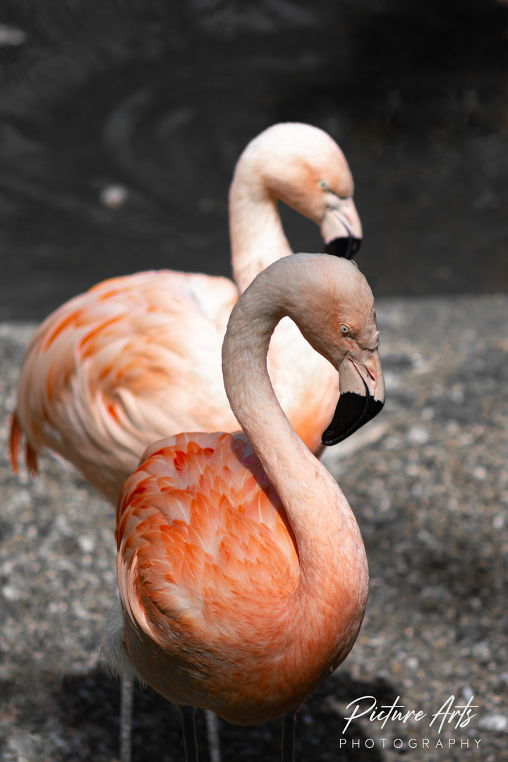 Flamingo sieht alles