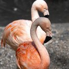 Flamingo sieht alles