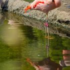 Flamingo sieht sich im Wasser