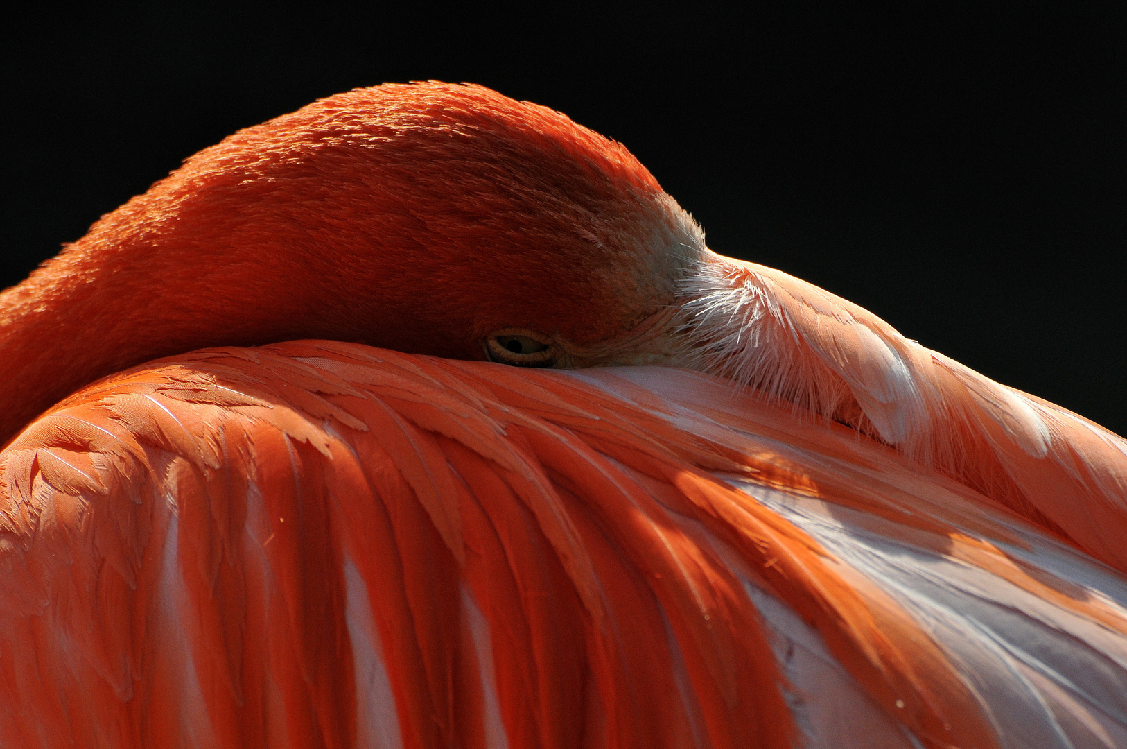 Flamingo-Siesta