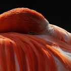 Flamingo-Siesta