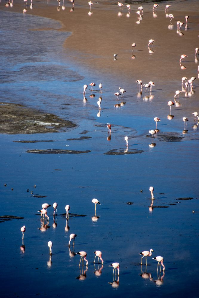 Flamingo SPA