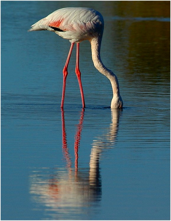 Flamingo-Spiegelbilder....