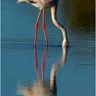 Flamingo-Spiegelbilder....