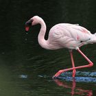 Flamingo - Spiegelschritt