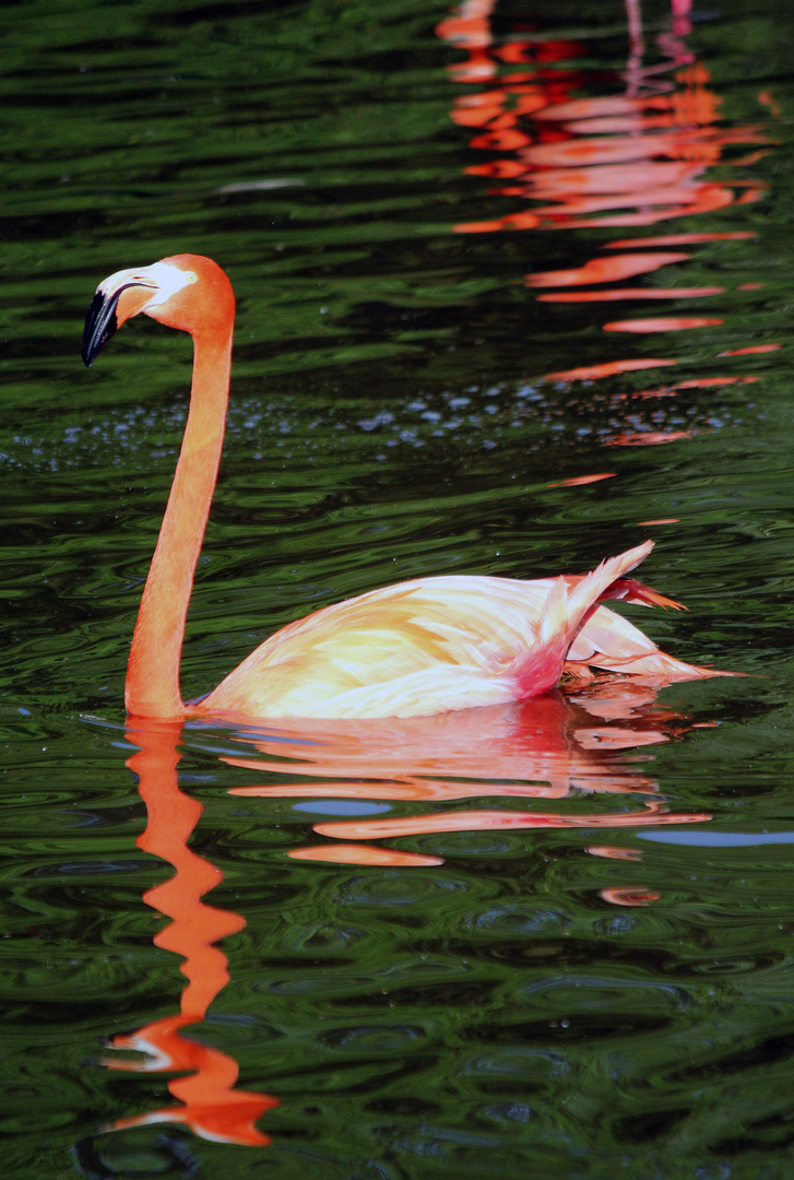 Flamingo-Spiegelung