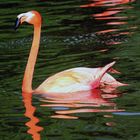 Flamingo-Spiegelung