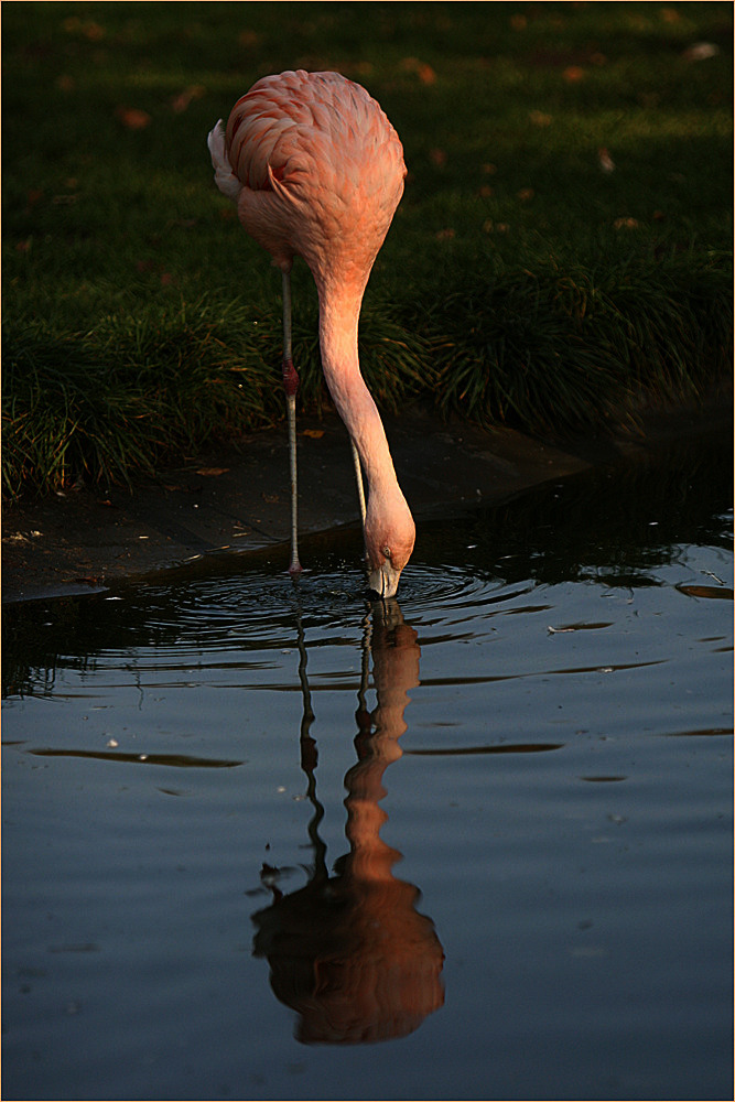 Flamingo - Spiegelung