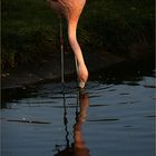 Flamingo - Spiegelung