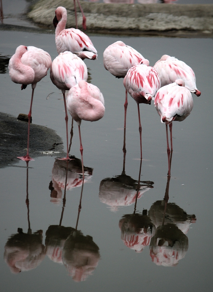 Flamingo-Spiegelung