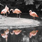 Flamingo Spiegelung