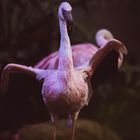 Flamingo spreading its wings