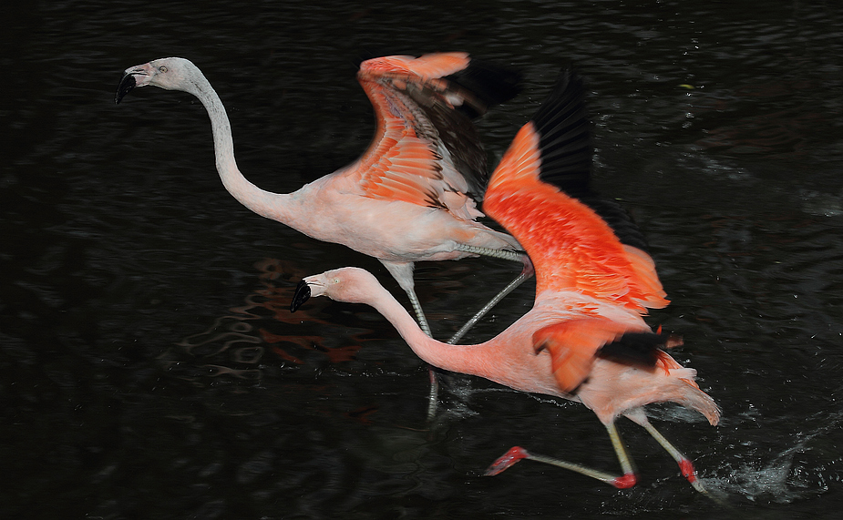 Flamingo Sprint oder "Ich bin schneller - Ätsch"