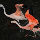 Flamingo Sprint oder "Ich bin schneller - Ätsch"