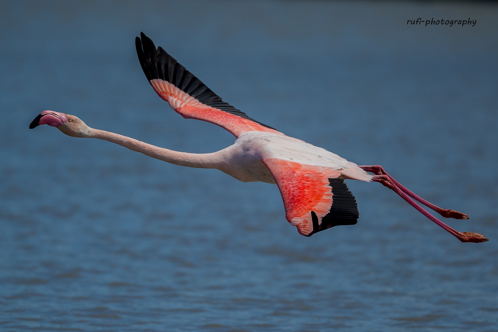 Flamingo Start II