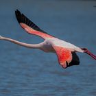 Flamingo Start II