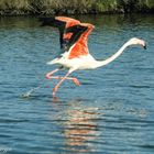 Flamingo startet in den Sommer (Camargue) 