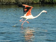 Flamingo startet in den Sommer (Camargue) 
