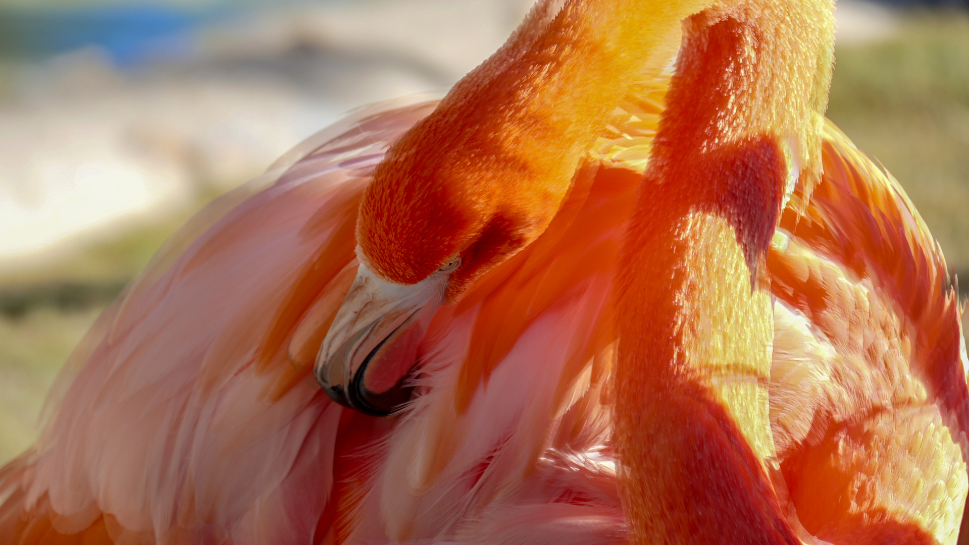 Flamingo steckt seinen Kopf - ins Gefieder.