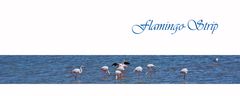 Flamingo-Strip