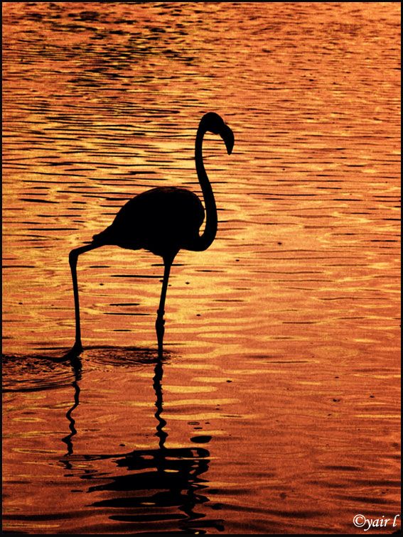 flamingo sunset