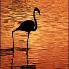 flamingo sunset