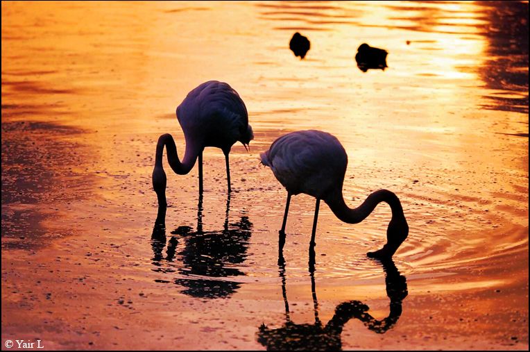 flamingo sunset