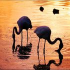 flamingo sunset