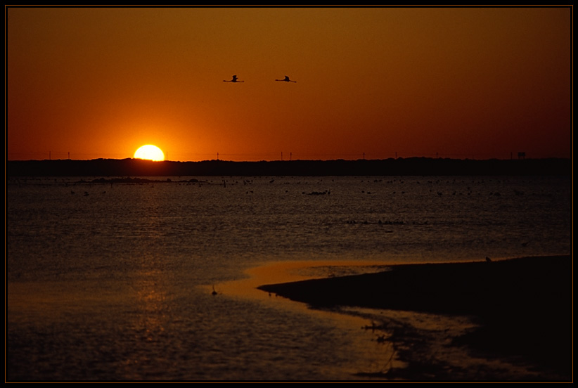 Flamingo Sunset