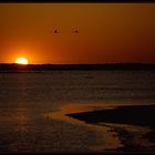 Flamingo Sunset