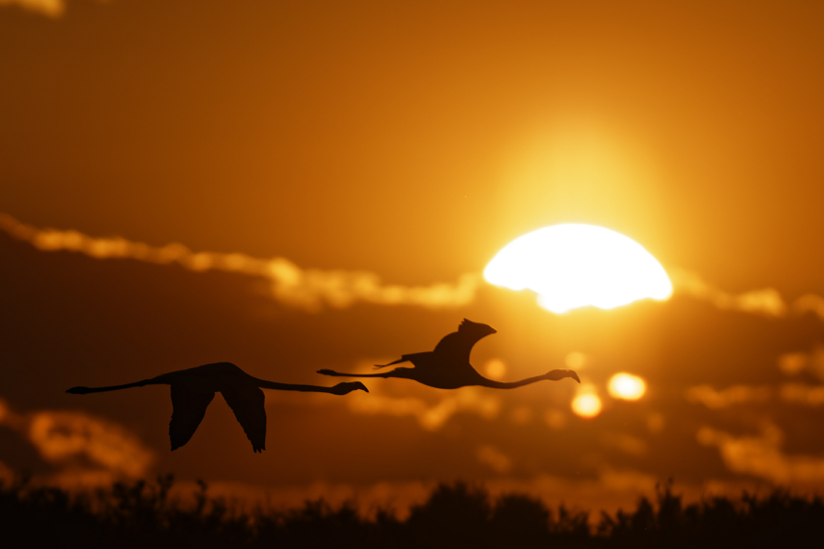 Flamingo Sunset