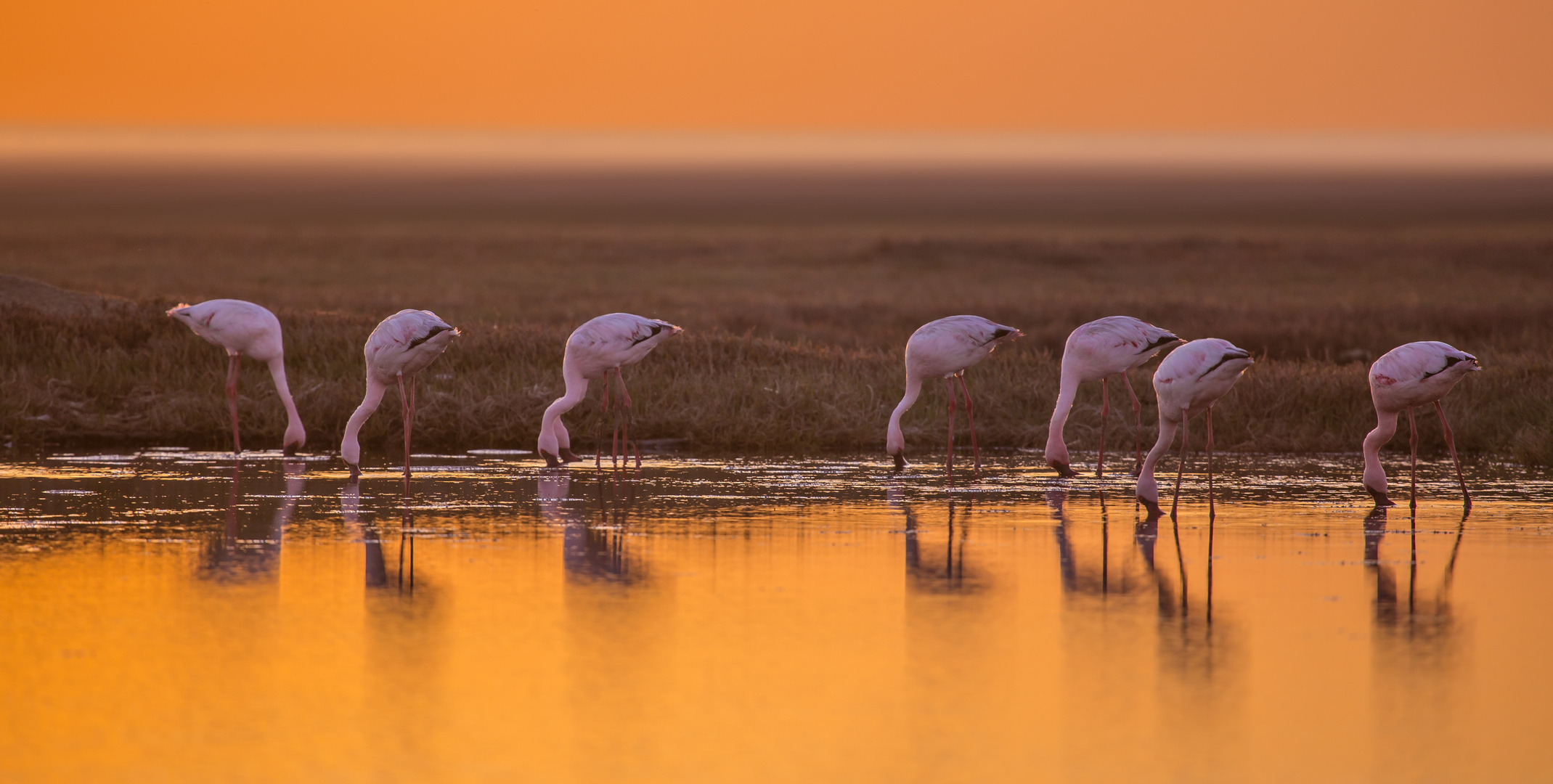 Flamingo Sunset