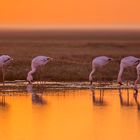 Flamingo Sunset