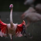 Flamingo tanzt Flamenco