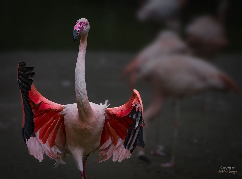 Flamingo tanzt Flamenco