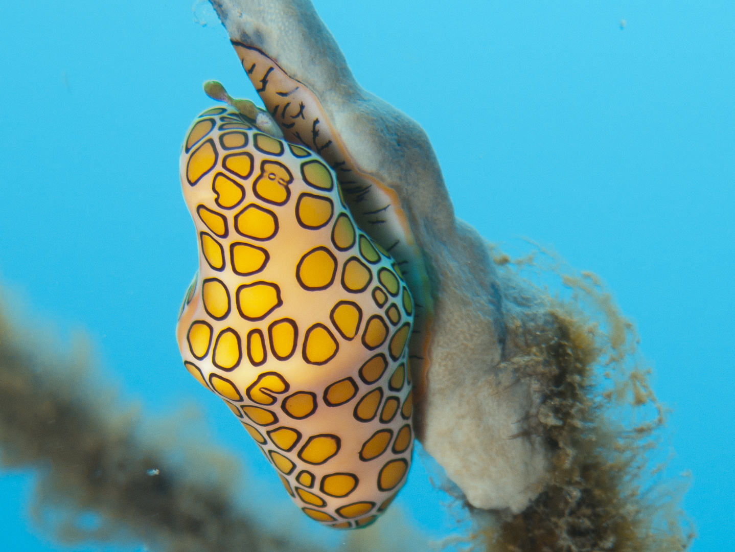 Flamingo Tongue