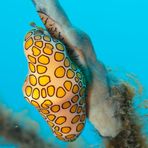 Flamingo Tongue