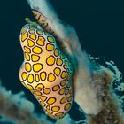 Flamingo Tongue II