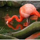 Flamingo-Tränke