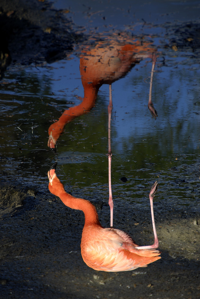 Flamingo traf Baselitz