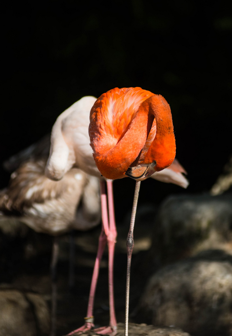 Flamingo-Tulpen
