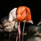Flamingo-Tulpen